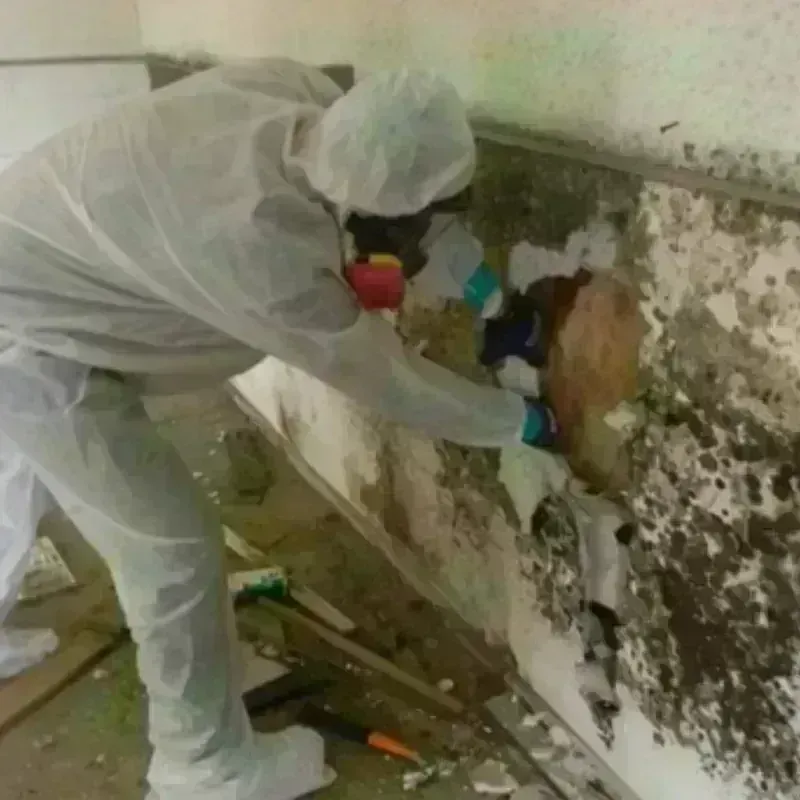 Mold Remediation and Removal in Clarksville, TN